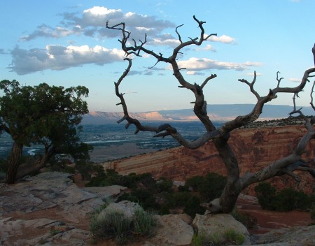 canyon- tree