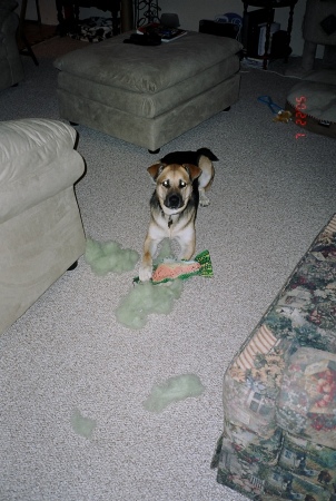 My Dog and His New Toy After 20 Min