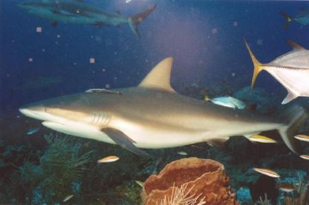 Shark Dive in Roatan