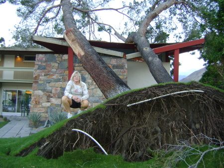 After a wind storm in the area