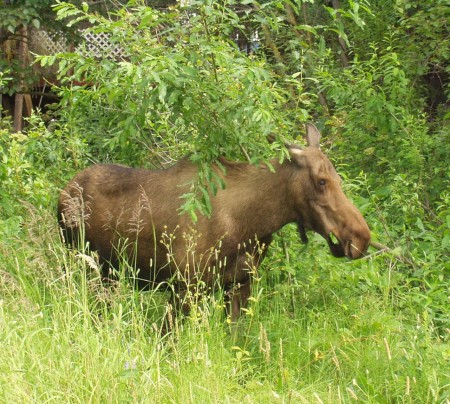 Moose Cow by the Creek