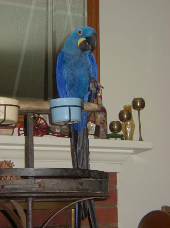 Zulie - My Hyacinth Macaw