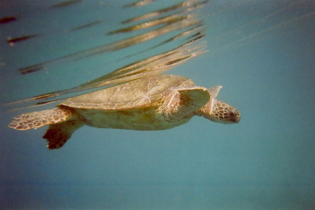 snorkeling with green sea turtle honu