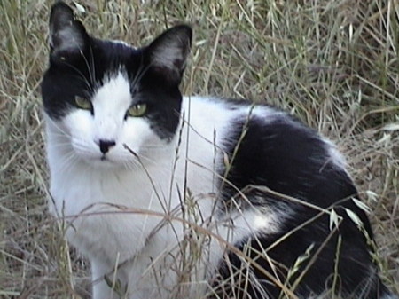 Our Kitty Oreo