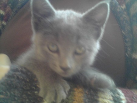 New Kitten - Bailey