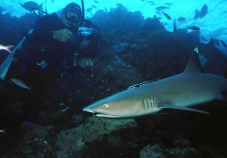 Hanging out with the sharks in Fiji