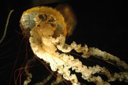 Jellyfish - Tennessee Aquarium