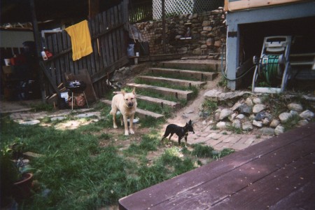 Big dog, Steve and little dog, Moxie