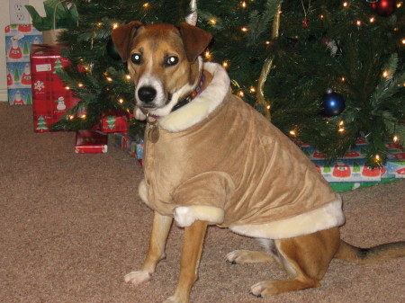 Chula's new coat ( Dec 2006)