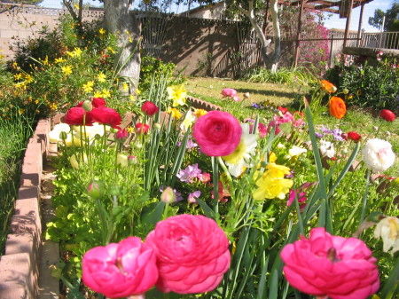 Spring Flowers