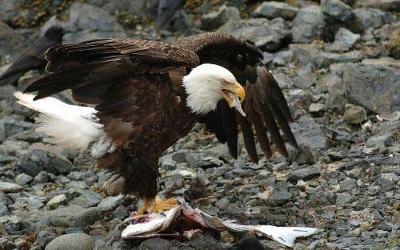 alaska eagle