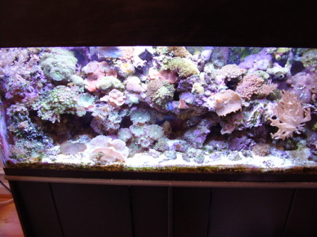 one of the Reef tanks