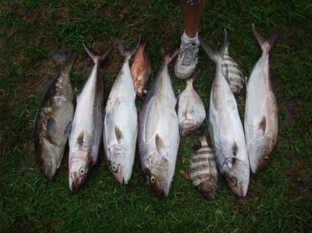 fish all lined up