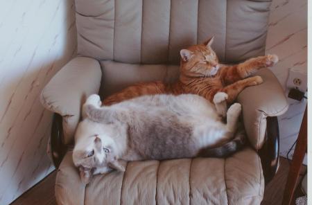 Fat Cats