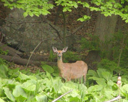 Innisfree Garden - Millbrook,NY