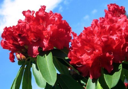 Humungous Rhododendron