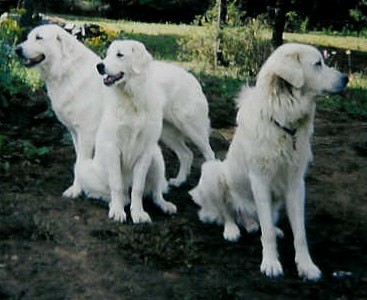 Our Maremma Sheepdogs (Livestock Guardians)