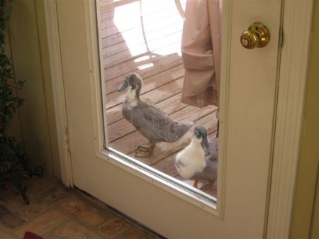 Can we come in and watch TV