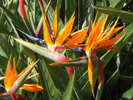 Bird of paradise