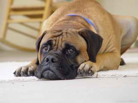 Winston (my Bull Mastiff)