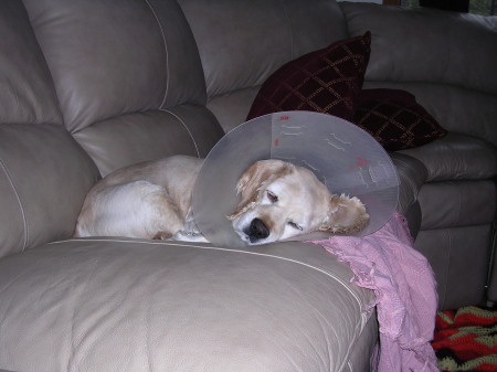 Misty sleeping on the couch after her surgery