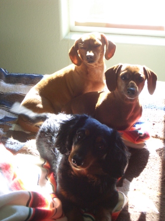 my 3 Wieners :-)