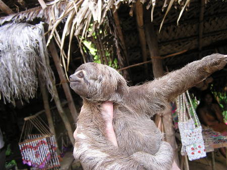 3 Toed Baby Sloth
