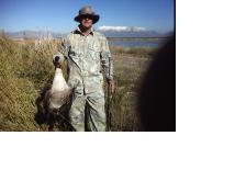 First banded goose