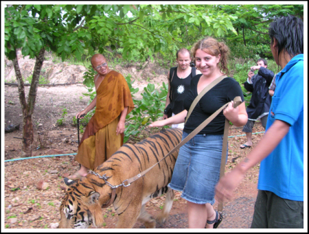 tiger temple, thailand