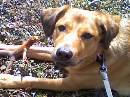 A proud puppy and her stick.