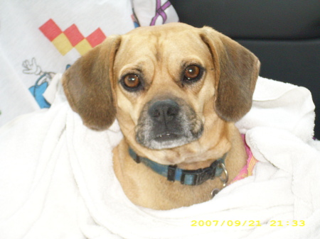My handsome dog- Rocky, (Puggle) 2007