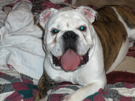 English bulldog "Diesel", looking for a girlfriend