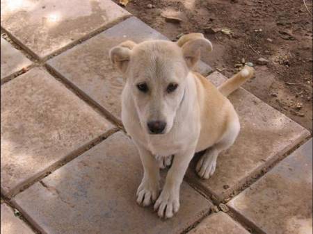 our mascot in iraq