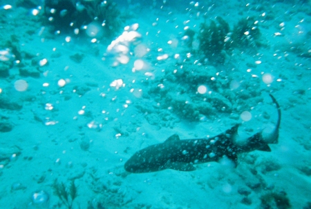 Scuba Key Largo