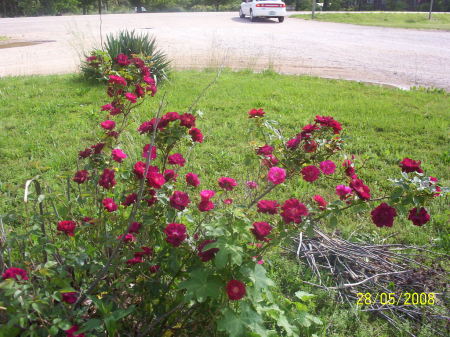 Red Roses