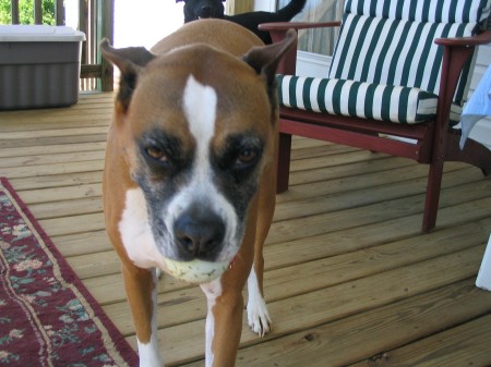 Brandi, our boxer