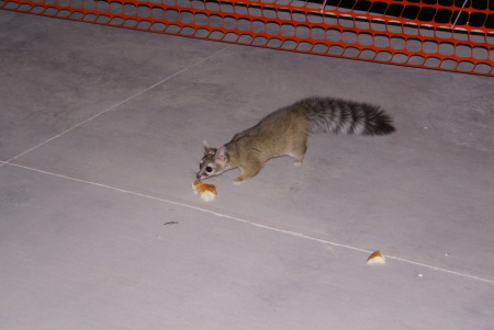 Young Ringtail Cat on our porch