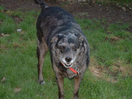 Molly my Australian Cattle Dog