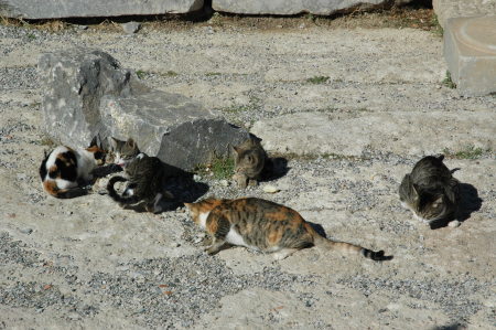 Cats were everywhere in Greek Isle Ruins
