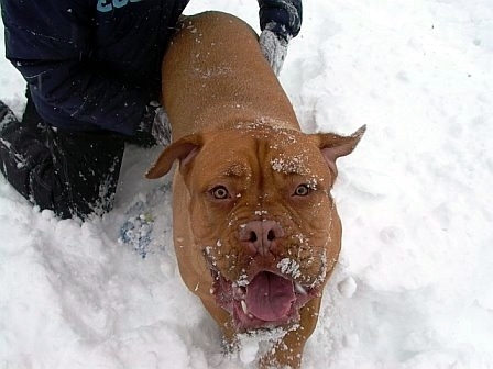 Gracie's first snow storm