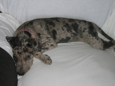 Our "NEW" Addition "MARDI"  another Catahoula Leopard Dog