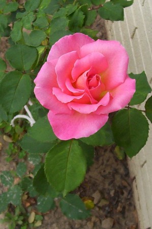 One of my beautiful roses