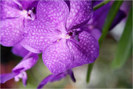 A wild orchid, my favorite!