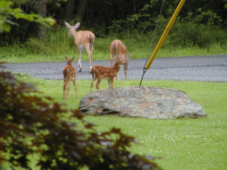 front yard in spring