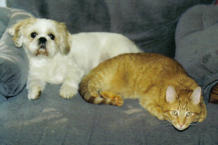 The Dog and Cat