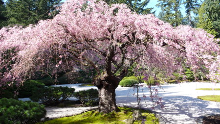 Portland's Japanese Garden