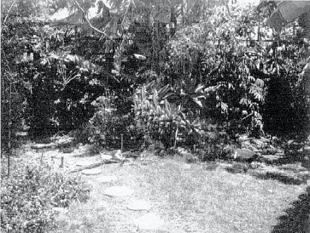 The old Inglewood Home's Backyard Jungle