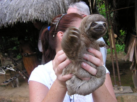 A Baby 3 toed Sloth