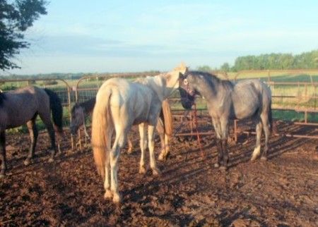 Two mustang babies available for adoption