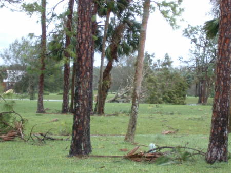 Our Backyard after Wilma, Naples Fl, Oct 2005